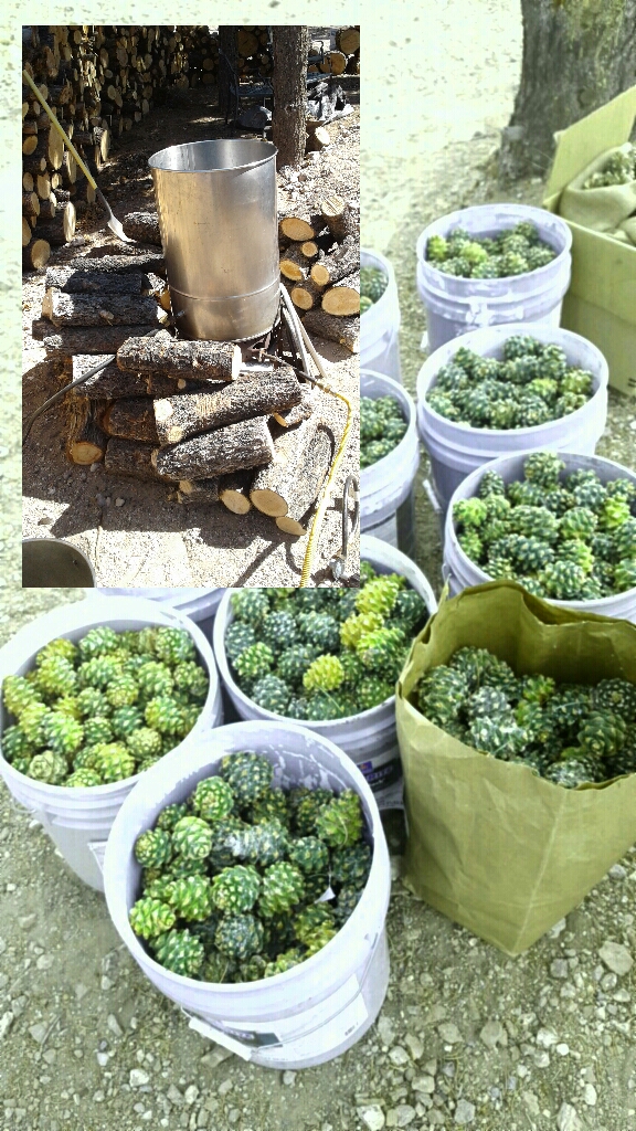 Pinon Pine Cone Essential oil and hydrosol - real pine sol , 100% natural cleaning